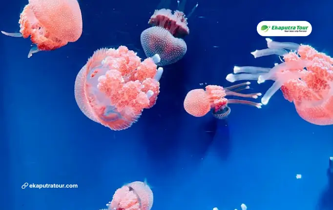 Jakarta Aquarium and Safari: Indoor Marine Experience Guide