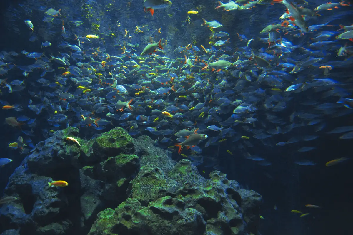 Jakarta Aquarium: What to See, What to Expect & How to Plan Your Visit