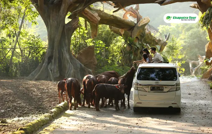 Taman Safari Indonesia: Day Trip Guide from Jakarta (2026)