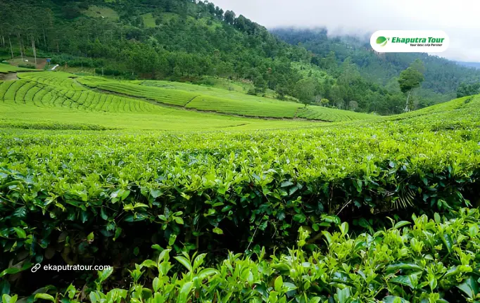 Tea Plantations Near Jakarta: Where to Visit & What to Expect
