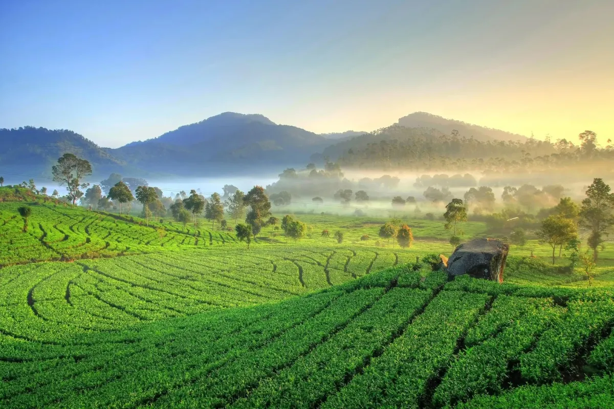 West Java Nature Guide: Volcanoes, Hot Springs, and Tea Plantations - Ekaputra