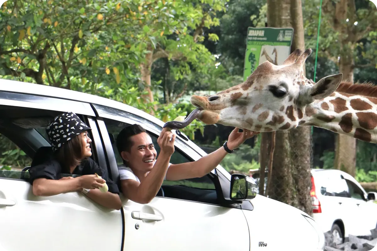 Taman Safari Indonesia: Day Trip Guide from Jakarta (2026) - Ekaputra