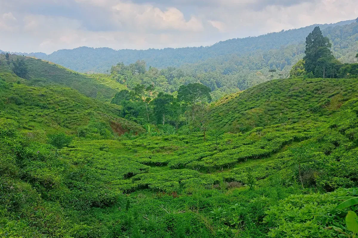Tea Plantations Near Jakarta: Where to Visit & What to Expect - Ekaputra