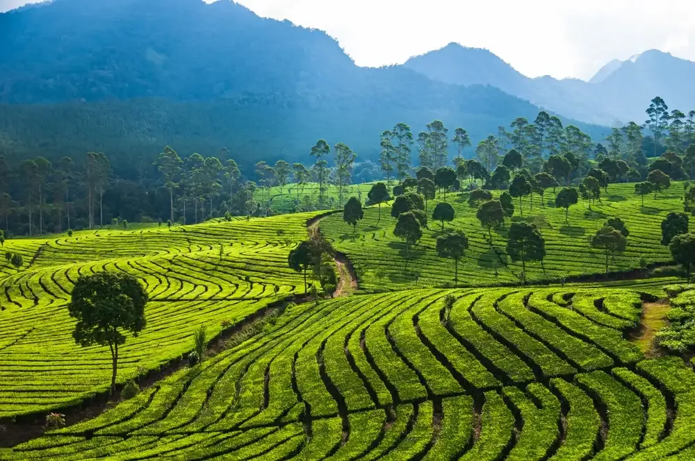 West Java Nature Guide: Volcanoes, Hot Springs, and Tea Plantations - Ekaputra