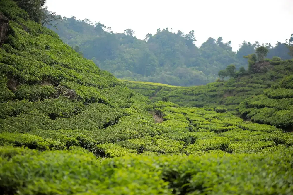 Tea Plantation Near Tangkuban Perahu: A Complete Guide - Ekaputra
