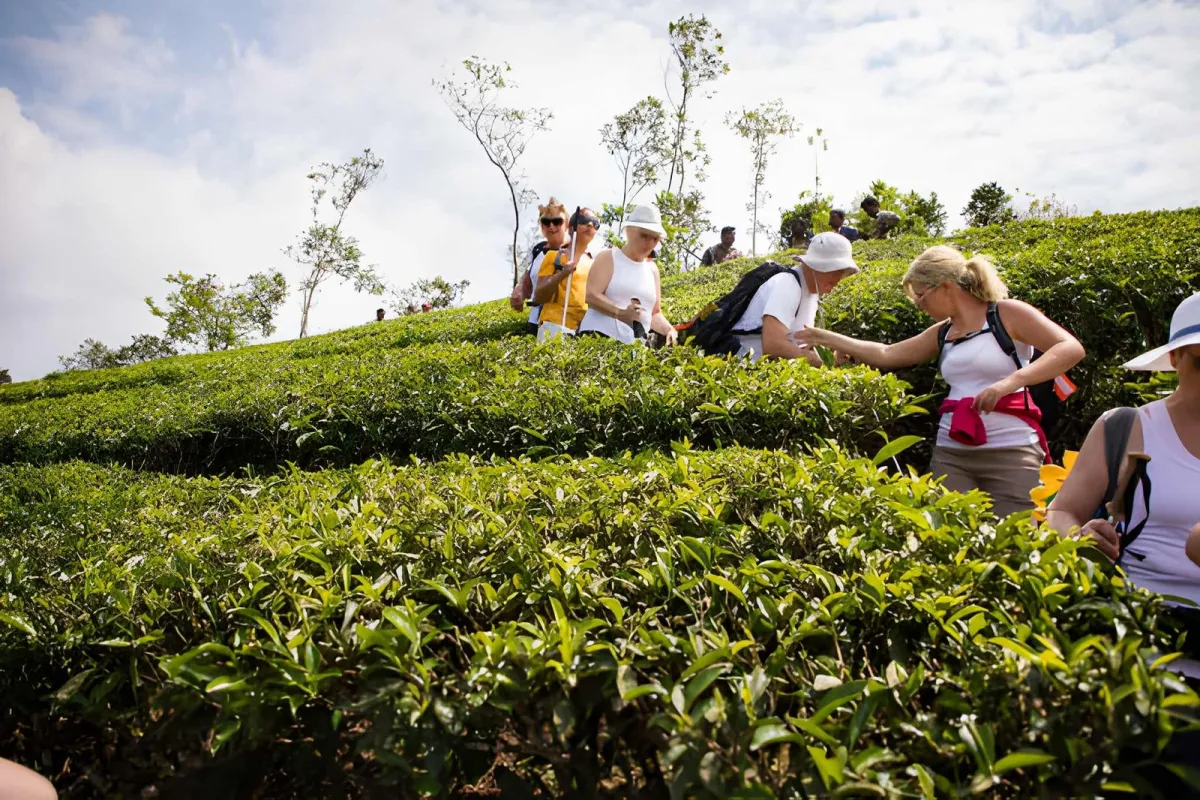 Tea Plantations Near Jakarta: Where to Visit & What to Expect - Ekaputra