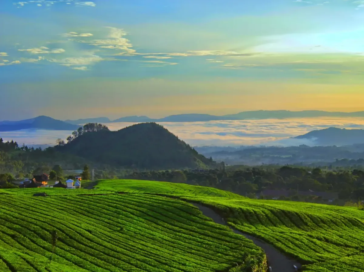 Tea Plantation Near Tangkuban Perahu: A Complete Guide - Ekaputra
