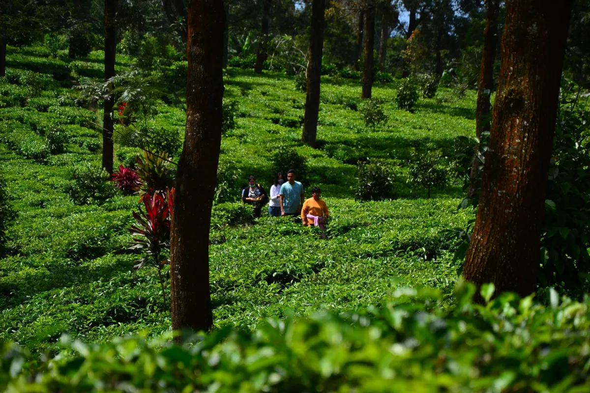 Tea Plantations Near Jakarta: Where to Visit & What to Expect - Ekaputra