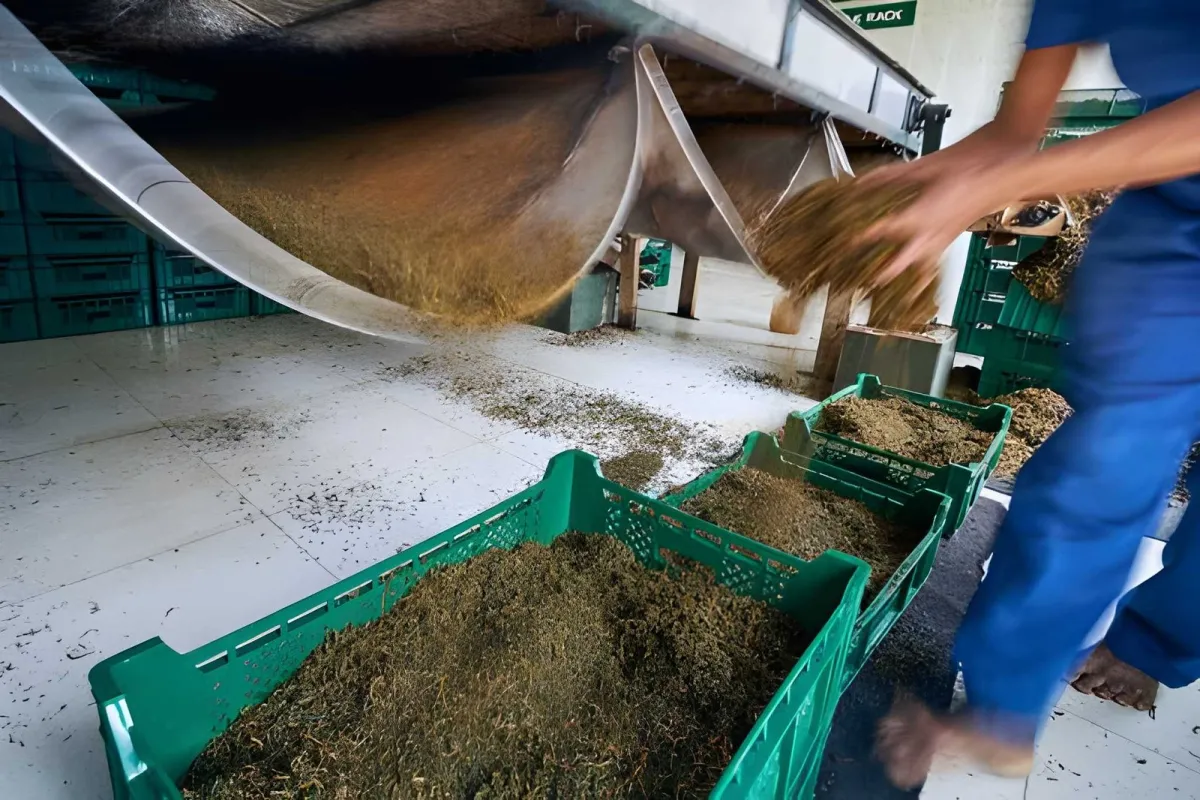 Tea Plantations Near Jakarta: Where to Visit & What to Expect - Ekaputra