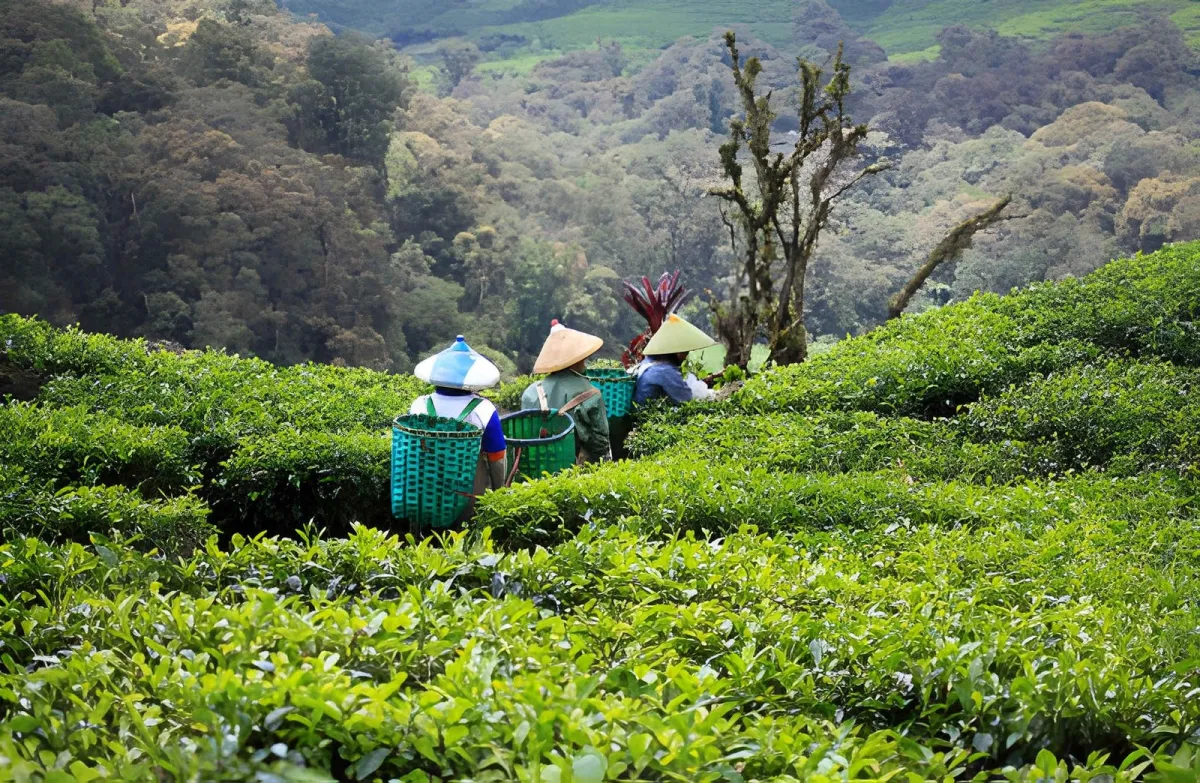 Tea Plantations Near Jakarta: Where to Visit & What to Expect - Ekaputra